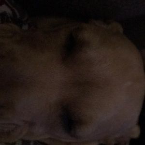 Meet your Posher, Griffin